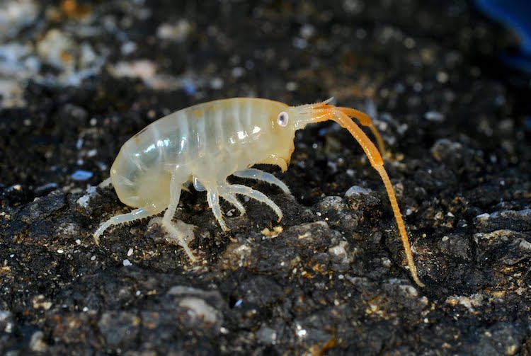 自然の麻酔剤:ハマトビムシとマグネシウムの関係