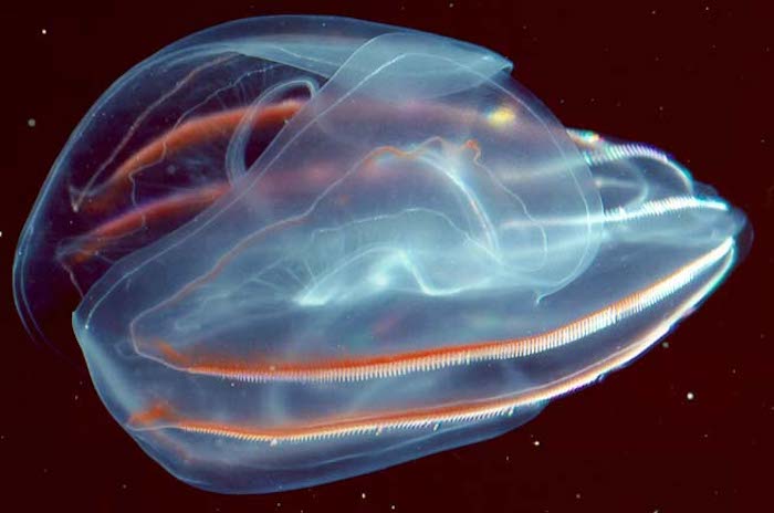 深海生物の生存の秘密:クシクラゲの脂質構造を解明