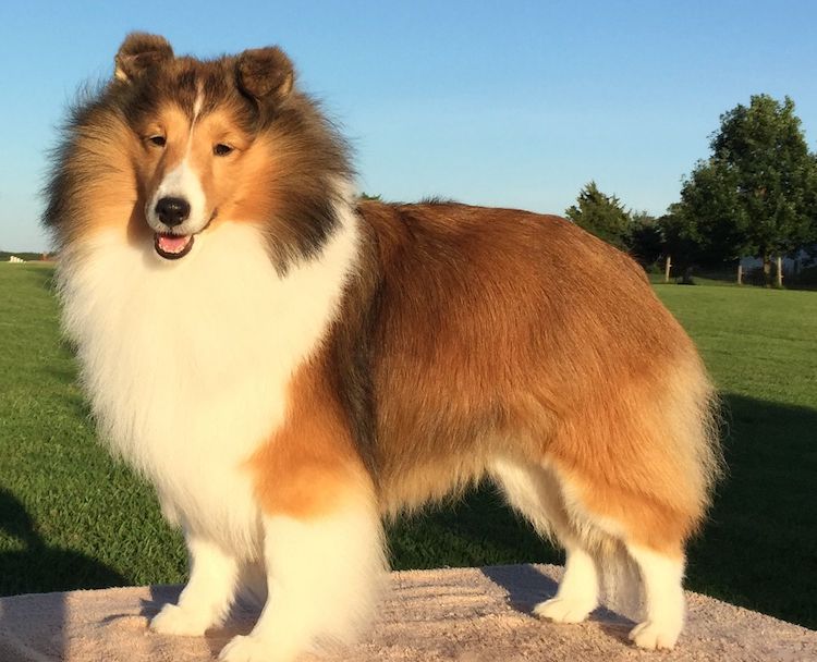 犬の胆嚢ムコセレ形成にCFTR機能不全が関与:ヒトCFへの新たな示唆