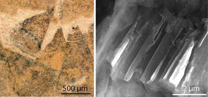 初期軟体動物の驚くべき姿:5億年前の棘付き装甲ナメクジ「シシャニア・アクレアタ」の発見