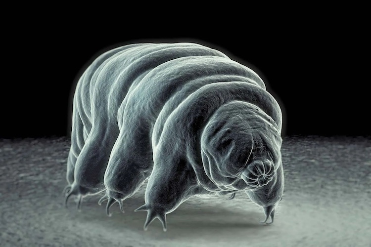 発生生物学の新時代を迎える!技術革新と新概念がもたらす「海の変化」