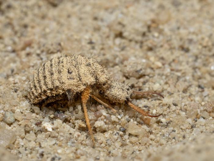アリジゴクの強力な毒の秘密を解明:256種の毒タンパク質を発見
