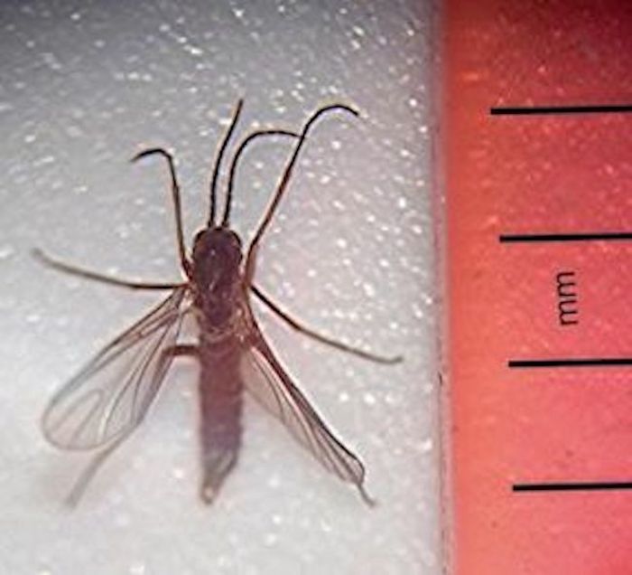 4,000万年前の珍しいキノコバエ化石を発見!ヨーロッパの過去の生物分布を明らかに