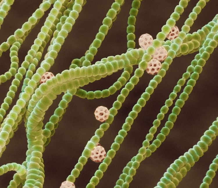 バクテリアの24時間時計:季節を予測する新たなメカニズムの発見