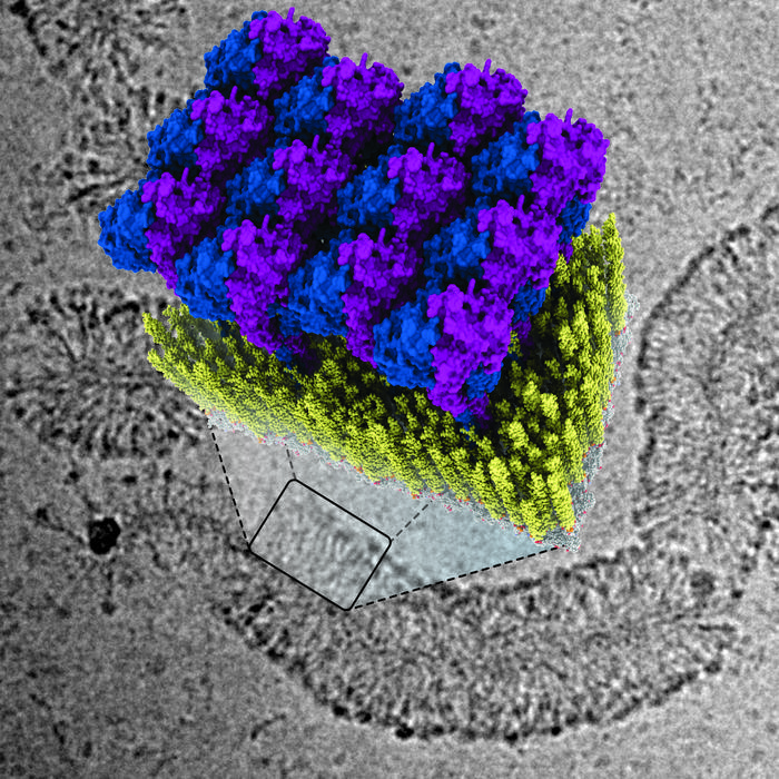 GBP1タンパク質が細菌を撃退!免疫研究の新発見