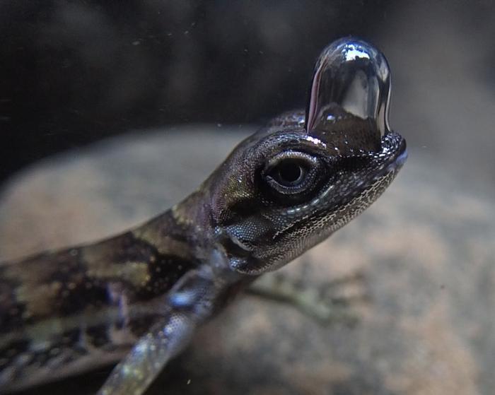 水生トカゲの驚くべき適応:水中で呼吸するバブルの役割を解明