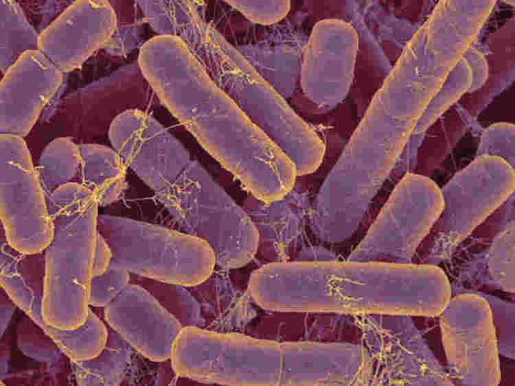 腸内生態系の防御メカニズム:細菌の拮抗武器に迫る