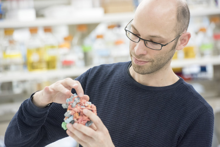 リボソームの謎を解く:基礎生物学から医療応用への新たな展望