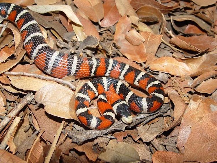 動物と植物が進化させた『目立つ色』の役割とは?
