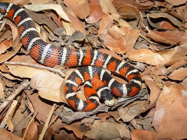 動物と植物が進化させた『目立つ色』の役割とは？