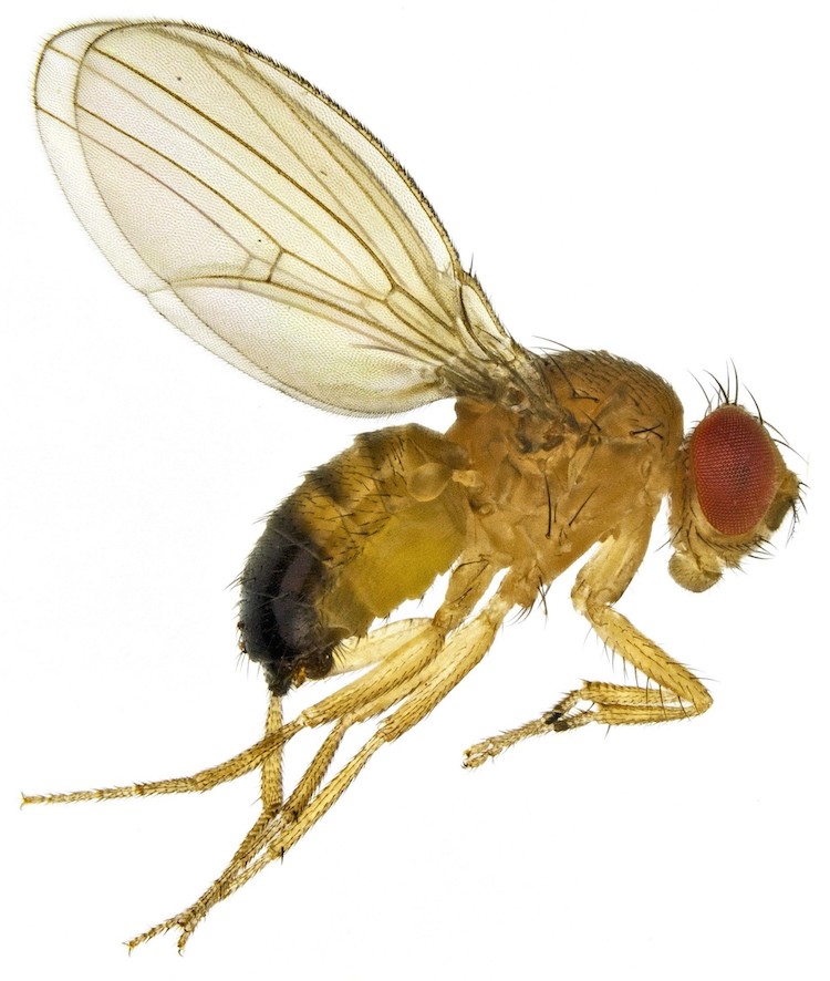 老化メカニズムの謎を解明!健康寿命を30%延ばす遺伝子操作