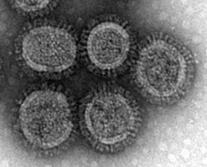 H5N1鳥インフルエンザの新発見:哺乳類適応と感染リスクの警鐘