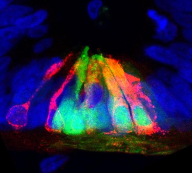 Netrin1が脊髄発生を制御?新発見が神経修復の可能性を示唆