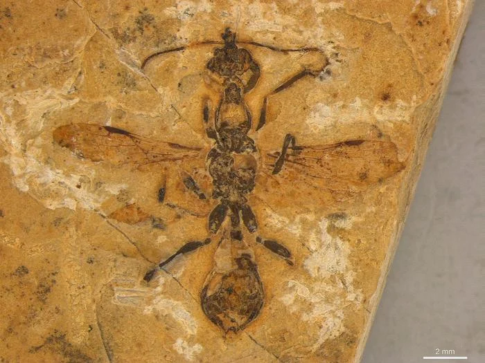 史上最古！1.1億年前の「地獄のアリ」化石をブラジルで発見、驚愕の狩猟方法とは？