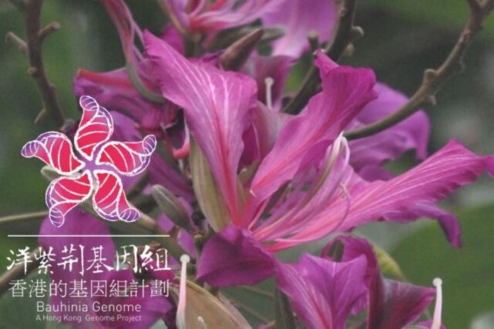 T2Tゲノムが明かす花の秘密！不妊の雑種バウヒニアの起源と美しさの謎