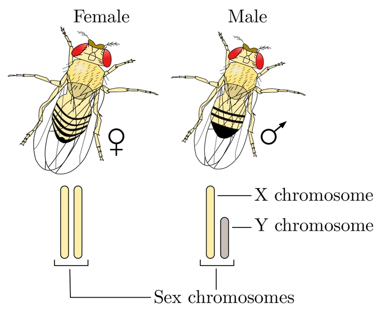 遺伝のルールを破る！オスでもメスでもズルをする「利己的X染色体」を発見