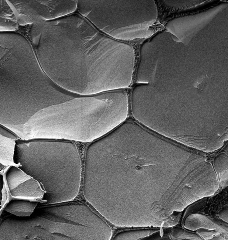生命の起源の謎に迫る!RNAの自己複製、原始地球の環境でついに成功