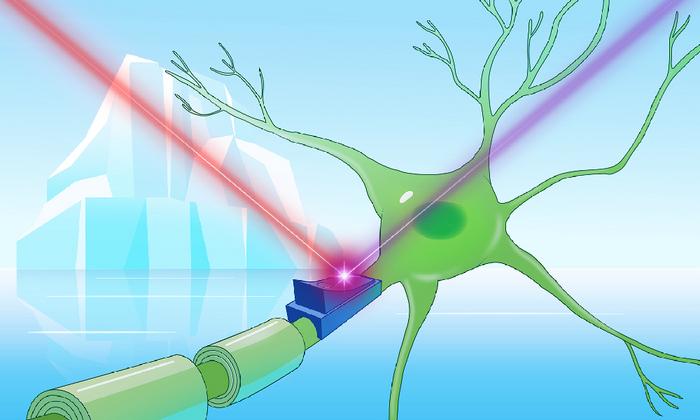 脳細胞を光で操る！「青いロドプシン」が拓くオプトジェネティクスの未来