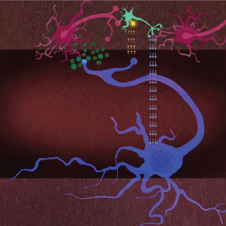 パーキンソン病の進行を止める鍵？失われた脳細胞の「アンテナ」を回復させる新アプローチ