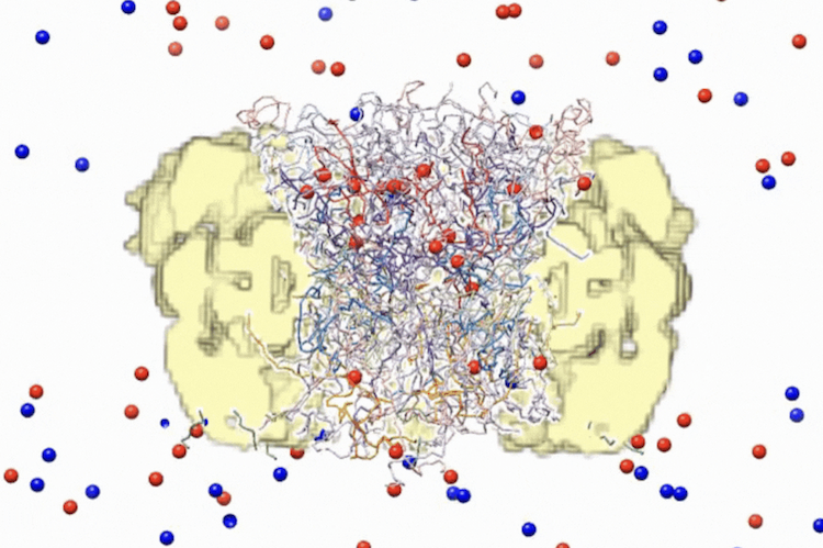 細胞の門番「核膜孔複合体」の謎を解明：分子レベルの精密な地図が完成