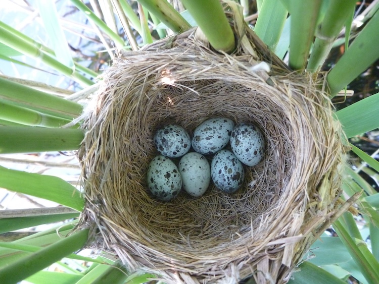 カッコウの卵はなぜバレない？W染色体が握る「擬態」と遺伝の神秘