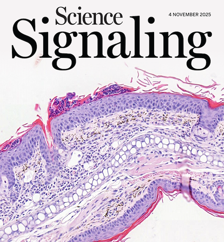 乾癬治療に新展開！免疫細胞の「砂糖の衣」糖衣が炎症を制御する