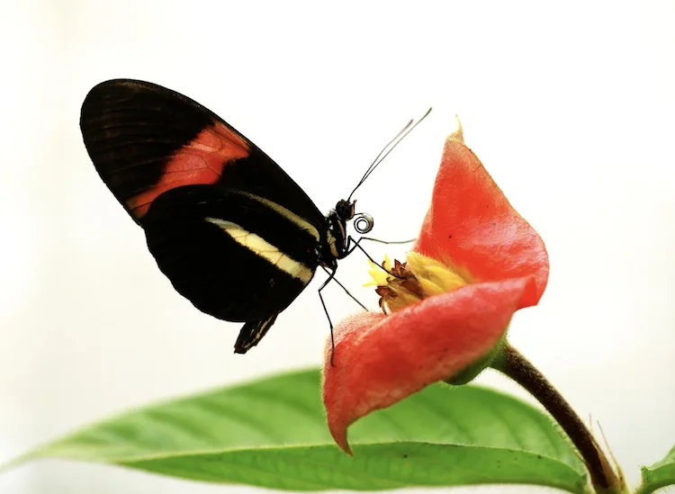 チョウの寿命をのばす進化の奇跡：ヘリコニウス属が「花粉」を食べる理由