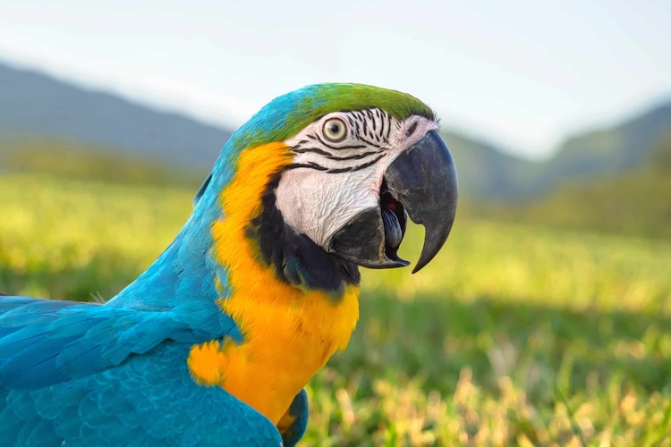鳥の進化の謎：脳の大型化が「柔軟な顎」を生み、恐竜から鳥へ