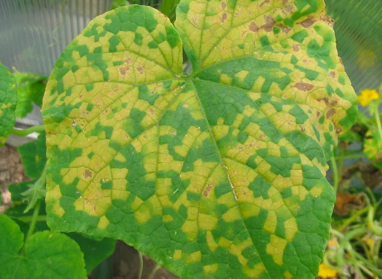 植物の救世主？RNAでキュウリモザイクウイルスを撃退！新薬剤開発へ