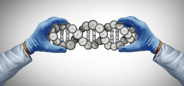 寿命の半分は遺伝子で決まる?ワイツマン科学研究所が明かす長寿の秘密