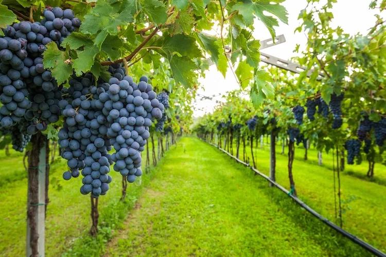 環境に優しいブドウ病害対策—CRISPR/Cas9で灰色かび病耐性を向上