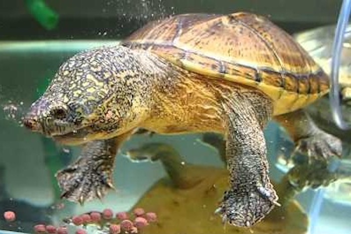 カメのゲノム構造で明らかにされた進化の謎:医療応用への可能性