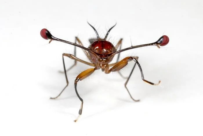 遺伝のルールを破る「利己的な遺伝子」。害虫駆除の切り札となるか？