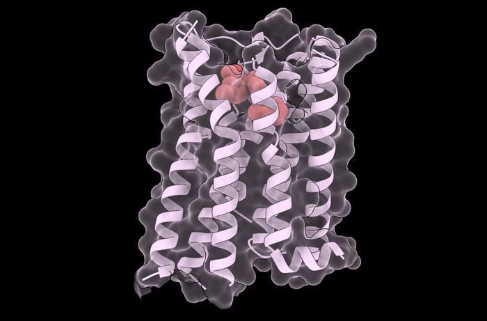 既存薬トルバプタンが示す、遺伝子変異に左右されない新しい治療法の可能性