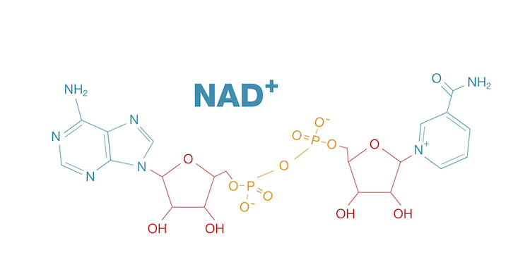 アルツハイマー病の記憶を取り戻す？天然分子「NAD⁺」が拓く新たな治療への光