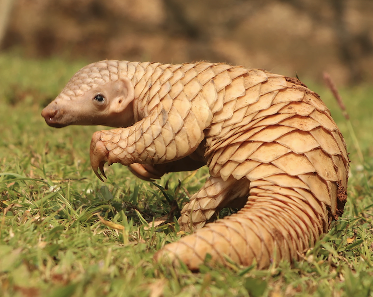 絶滅危惧センザンコウを救え!最新ゲノム解析が明らかにする遺伝的リスクと保全への道