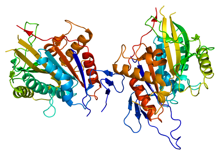 教科書の常識覆る：細胞分裂の鍵「CENP-E」はモーターではなく制御役だった