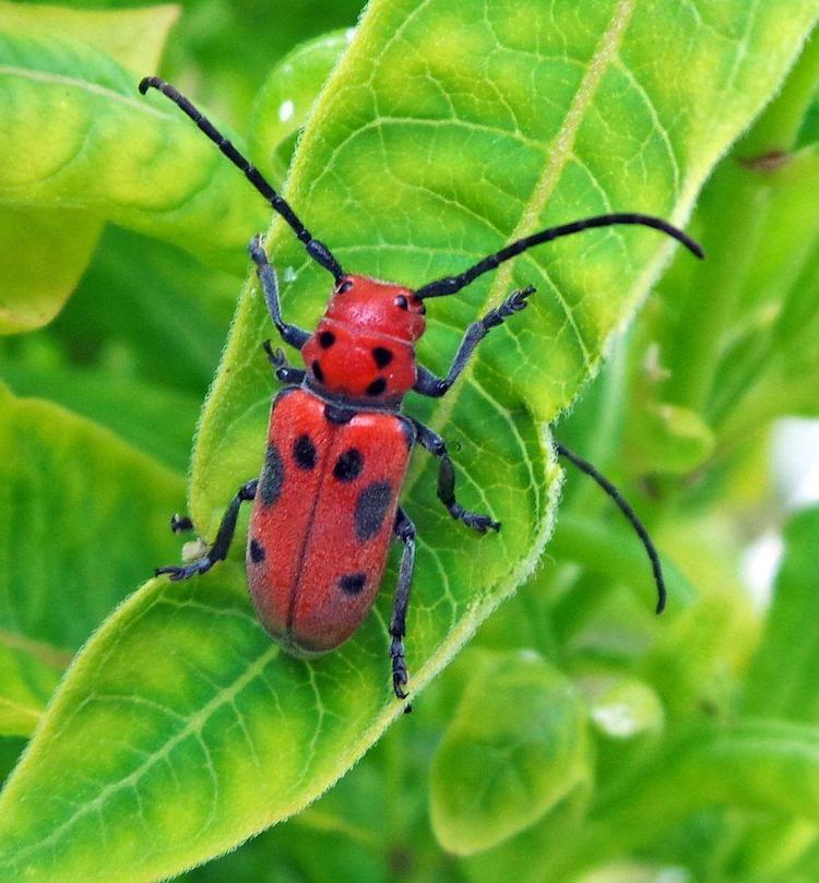 アカホシテントウムシのゲノム解読:植物毒への耐性の秘密を解明