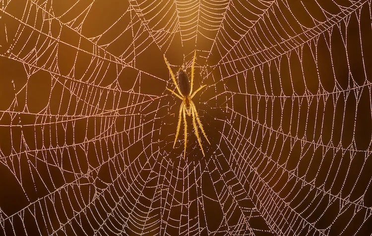 スリングショットスパイダーは「音を聞く」ことで瞬時に獲物を捕らえる