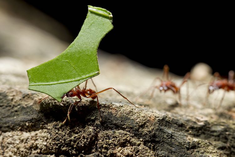 アリと真菌の6600万年の共進化:農業の起源に迫る