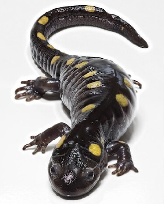 サラマンダーの再生能力、鍵は「闘争・逃走反応」？