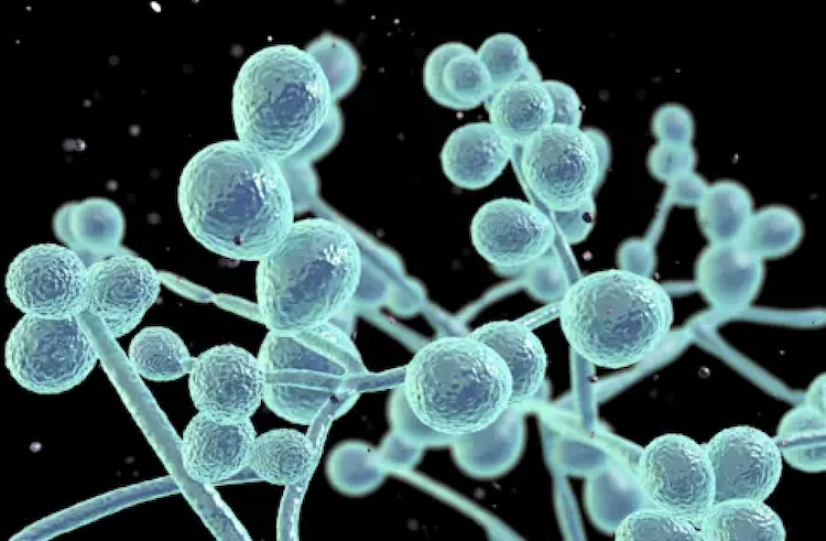 腸内のカンジダ菌、定着の鍵は「毒素」だった？日和見感染予防の新たな標的