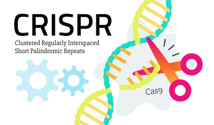 CRISPRの新機能:分子燻蒸で細胞防御を強化する仕組みを発見