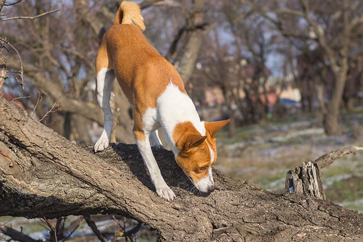 犬の嗅覚の謎解明へ！脳活動をリアルタイムで読み解く新技術イスラエルで開発