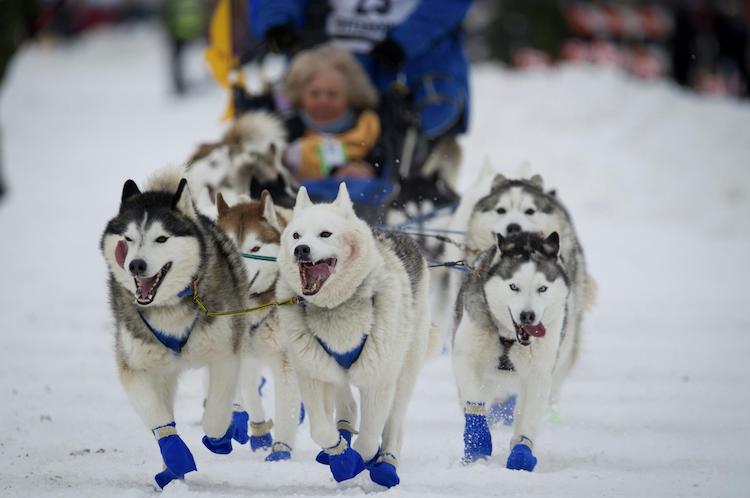 北極圏そり犬の遺伝史を解明:シベリアン・ハスキーの起源と血統
