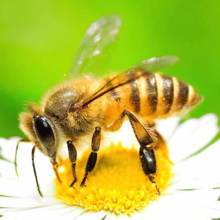農薬リスクと栄養の力:ミツバチの新たな生存戦略
