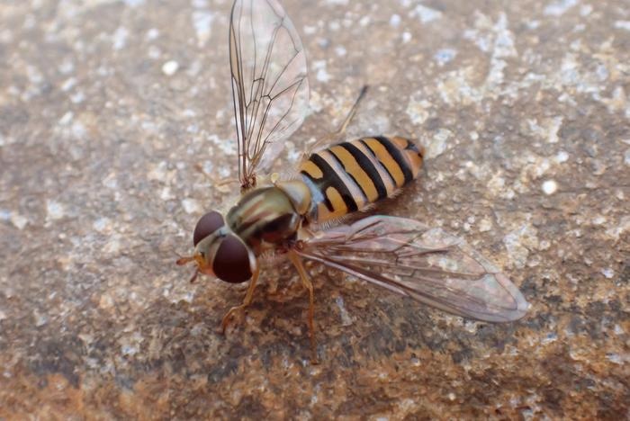 海の真ん中の油田基地で大発見！小さなハナアブが担う、大陸を繋ぐ重要な役割とは？