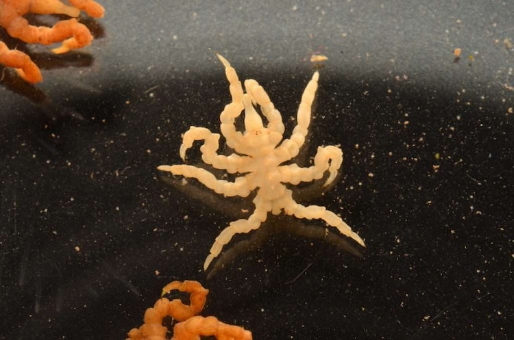 knotty sea spider