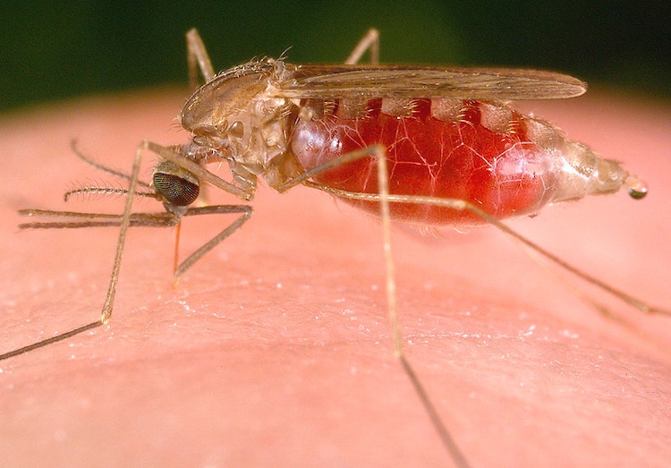 マラリア寄生虫の細胞分裂メカニズムを解明:新たな治療ターゲットの可能性