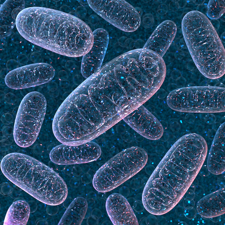 胆汁酸と肝障害:ミトコンドリア機能への影響を探る最新研究